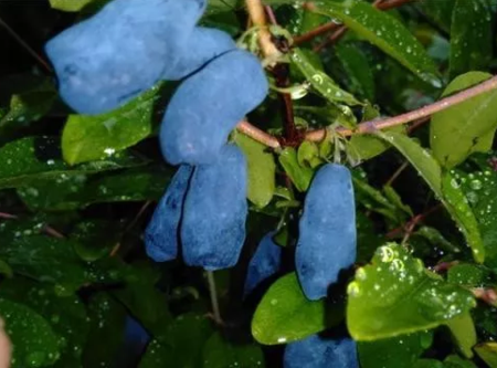 蓝靛果 蓝靛果